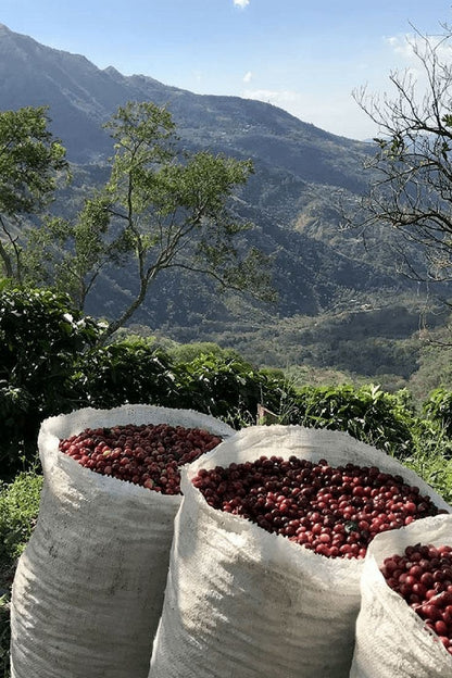 Guatemalan Huehuetanengo Dark Roast